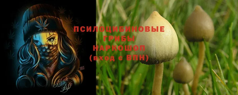 Псилоцибиновые грибы Psilocybine cubensis  наркошоп  Воскресенск 